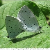 celas argiolus copula volg